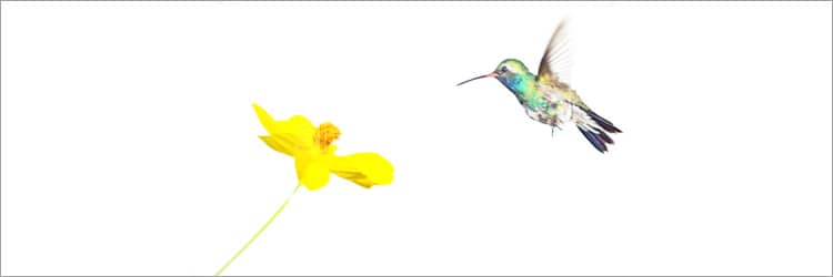 Hummingbird Google Update